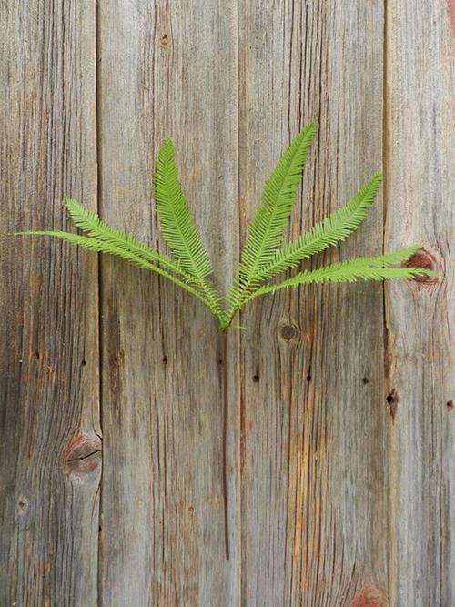 AUSTRAILIAN UMBRELLA FERN GREENS